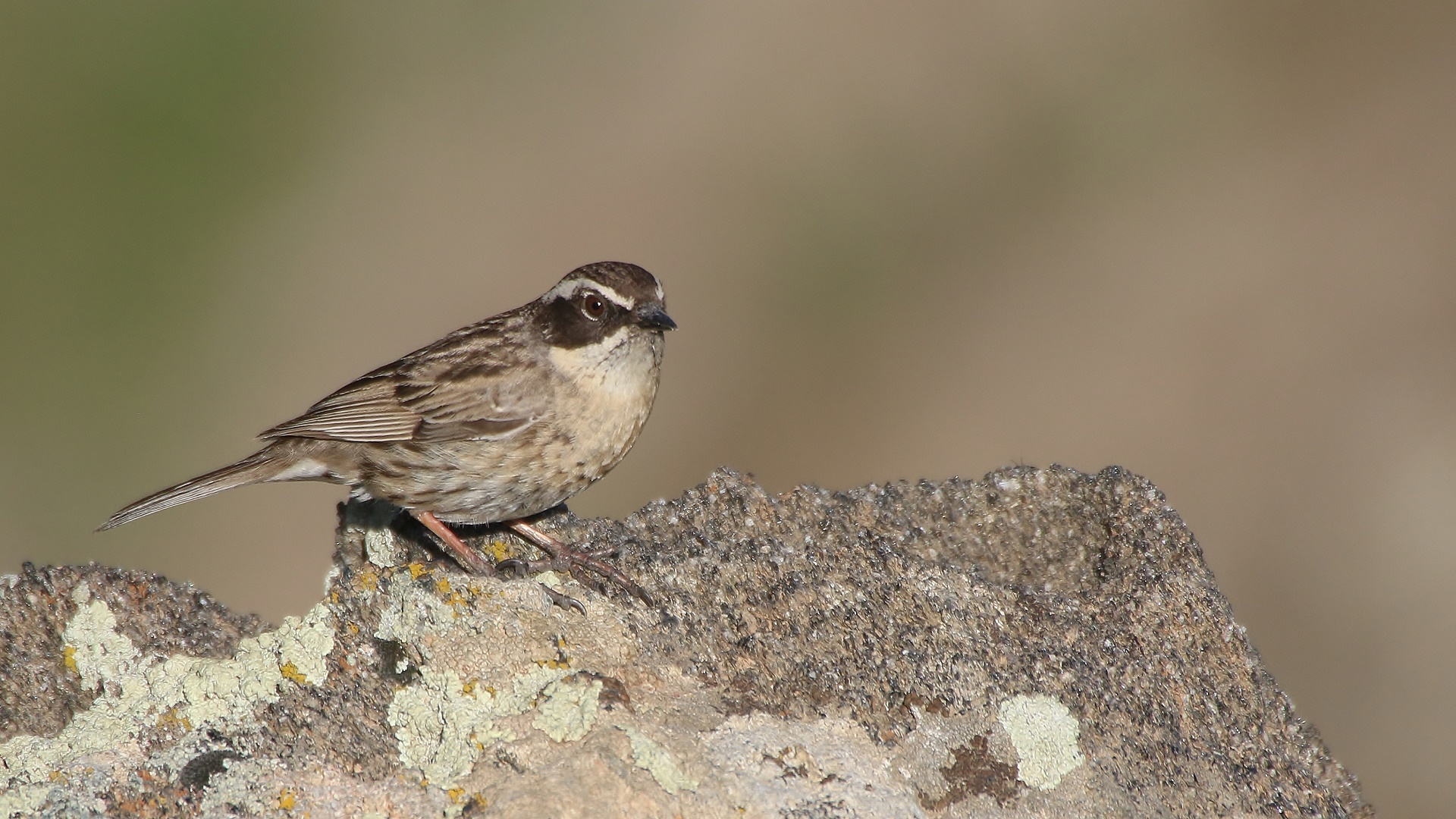 Radde's Accentor